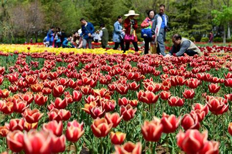  Jinan Şehir Çiçeği: Acılı Tatlılık ve Sıcak Bir Uyum İçin Bir Yolculuk!